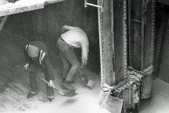 Shovelling the last of a delivery of grain into the bucket lift 