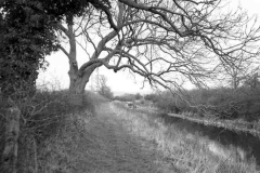 Canal Scene