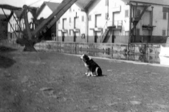 Dog with docks warehouse